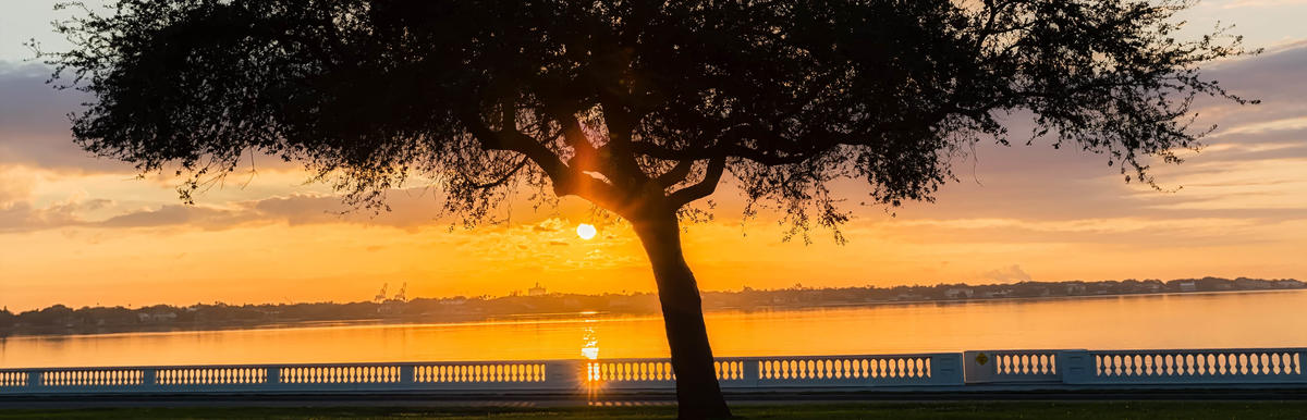 Bayshore Oak Sunrise